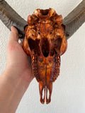Mufflon Cranium - Pagan