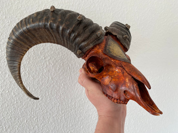Mufflon Cranium - Pagan
