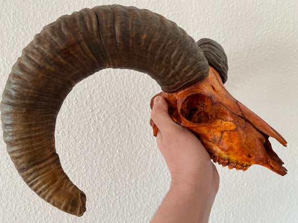 Mufflon Cranium - Art