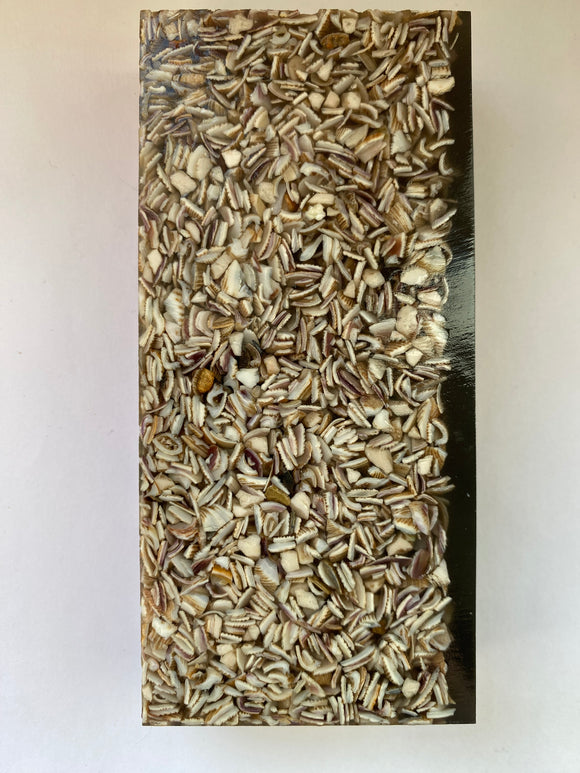 Seashell 126 x 59 x 24 mm