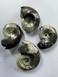 Goniatite: 80-90 mm