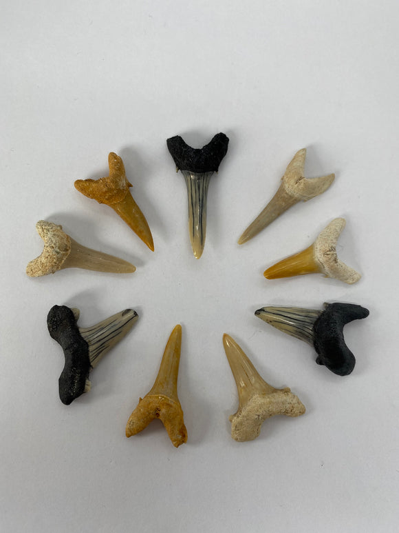 Dent de requin fossile moyenne
