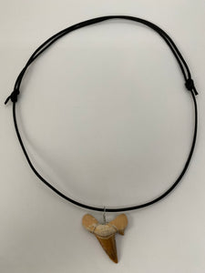 Collier dent de requin fossile