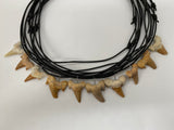 Collier dent de requin fossile