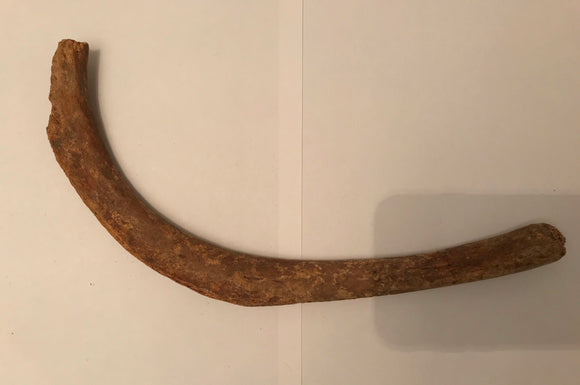 Walrossrippe - ca. 29,5cm