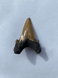 44 x 32 mm