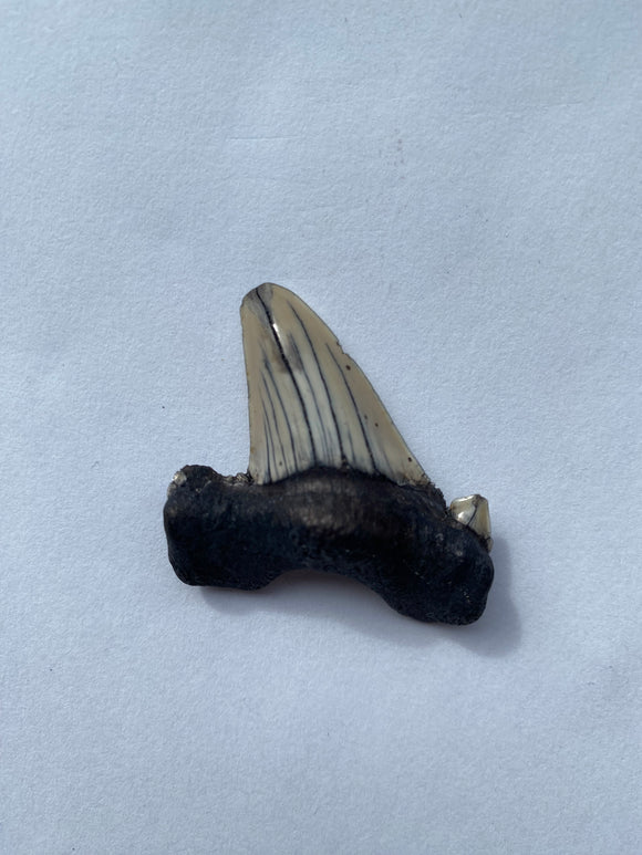 37 x 38 mm
