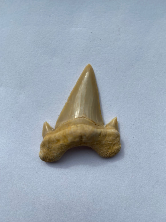 40 x 34,5 mm