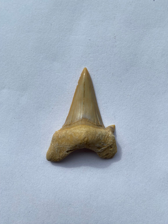 42 x 30 mm