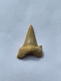 42 x 30 mm