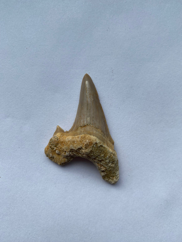 54 x 33 mm