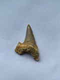 54 x 33 mm