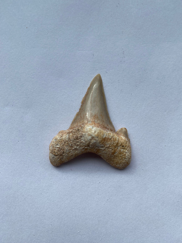 40 x 34 mm