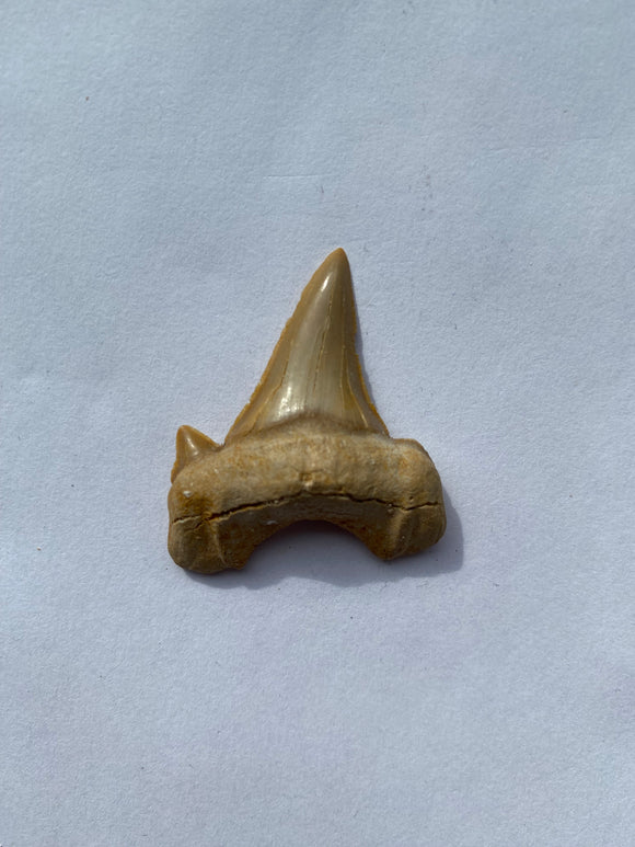 39 x 34 mm