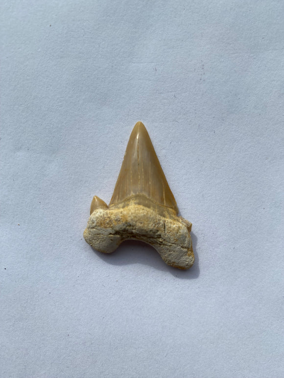 37 x 31 mm