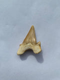 37 x 31 mm