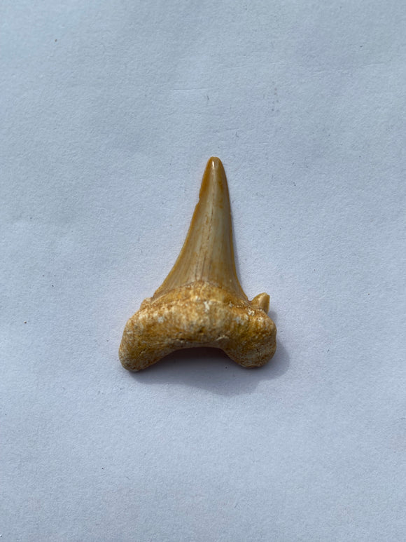41 x 30 mm
