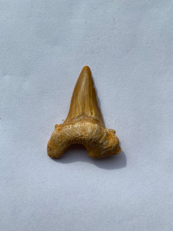42 x 34 mm