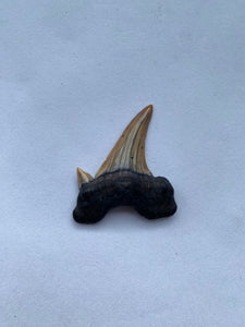 35 x 31 mm