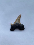 35 x 31 mm