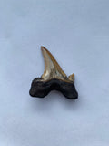 35 x 31 mm