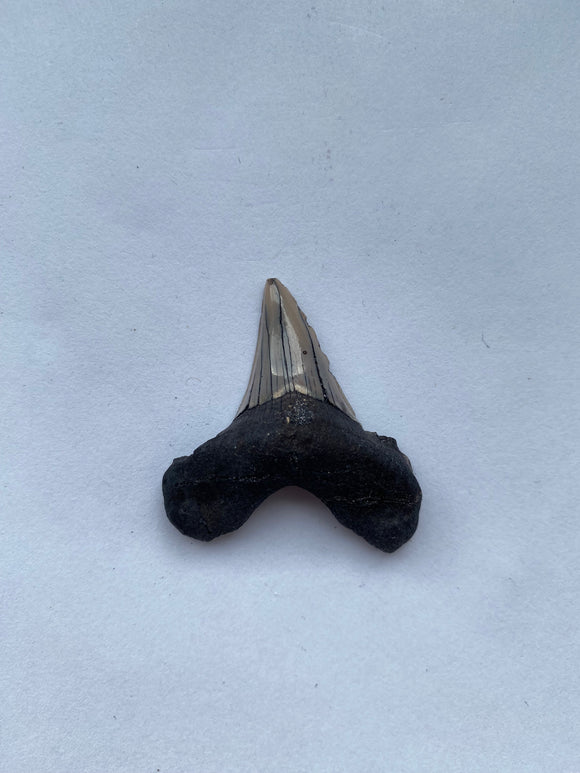 38 x 37 mm
