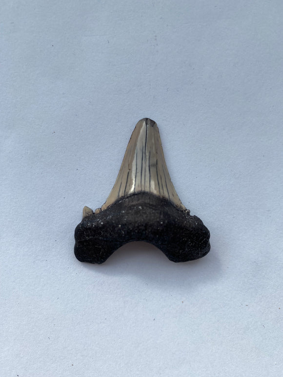 40 x 37 mm