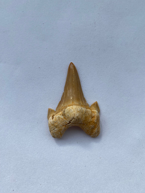 41 x 28 mm