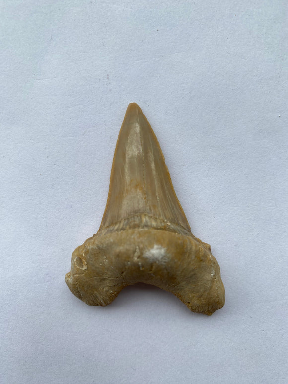 55 x 41 mm