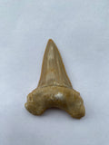 55 x 41 mm