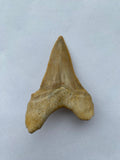 55 x 41 mm
