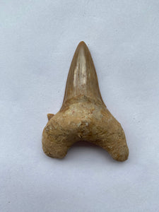 61 x 44 mm