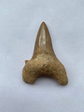 61 x 44 mm