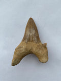 61 x 44 mm