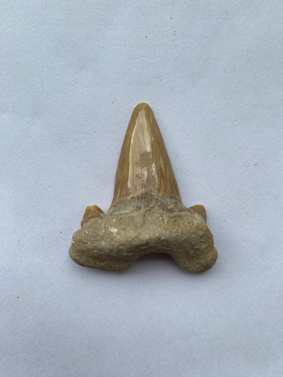 50 x 43 mm