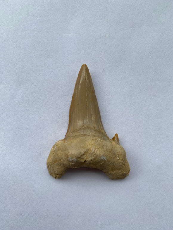 55 x 40 mm