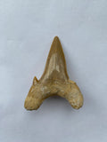55 x 40 mm