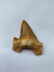 51 x 46 mm