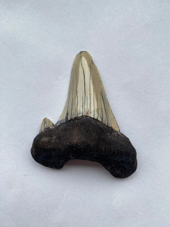 52 x 46 mm