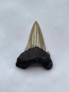 53 x 40 mm