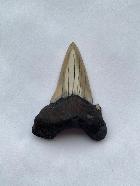 53 x 40 mm