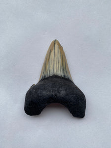 53 x 41 mm