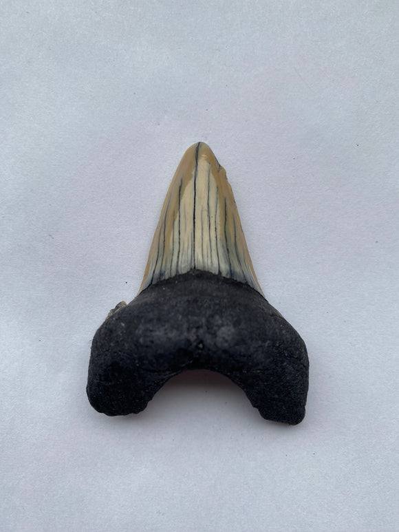 53 x 41 mm