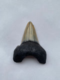 53 x 41 mm