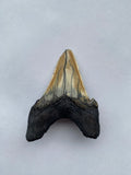 53 x 41 mm