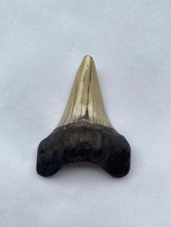 53 x 41 mm